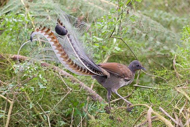 Lyrebirds 1